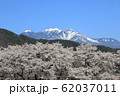 山梨県真原の桜並木と八ヶ岳 62037011