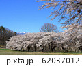 山梨県蕪の桜並木 62037012