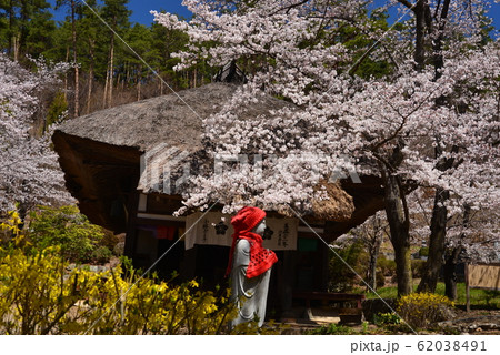 桜の花満開の観龍寺 桜の花満開の観龍寺 62038491