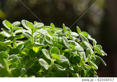 アロマティカス　グリーン　観葉植物　アロマ 62038557