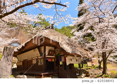 桜の花満開の観龍寺 62038643