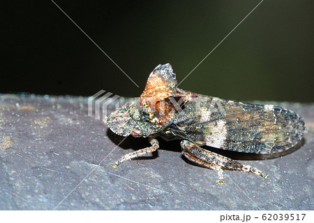 ミミズク(昆虫) ミミズク(昆虫) 62039517