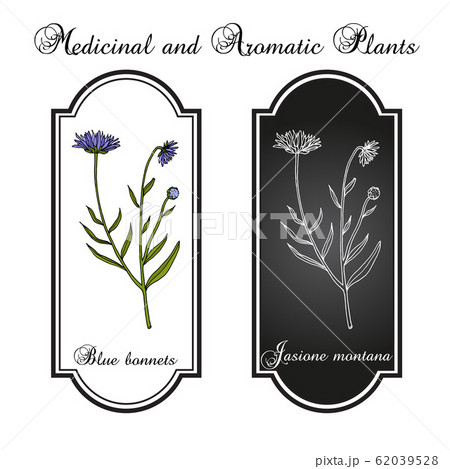 Blue bonnets Jasione montana , or sheeps bit scabious, iron flower medicinal plant 62039528