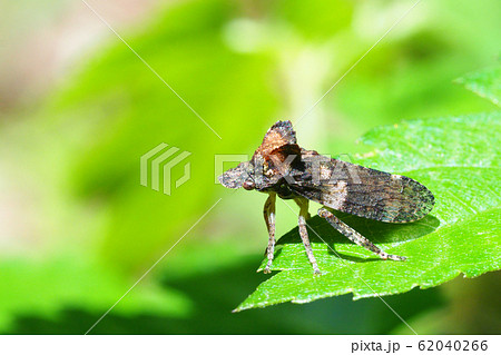 ミミズク(昆虫) ミミズク(昆虫) 62040266