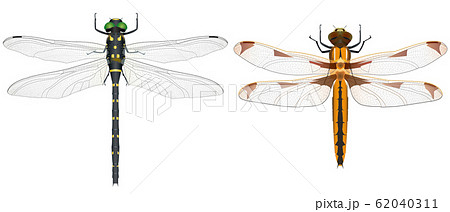 オニヤンマとベッコウトンボのイラスト素材