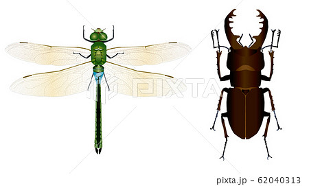 ギンヤンマとミヤマクワガタ ギンヤンマとミヤマクワガタ 62040313