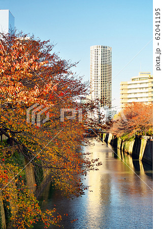 紅葉の目黒川 中里橋から望む 62041195