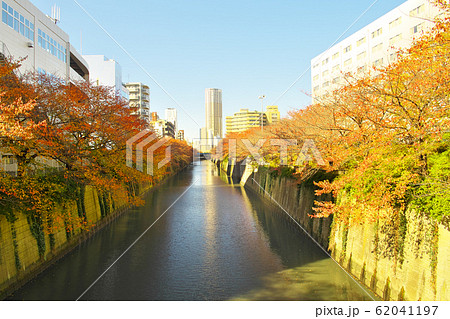紅葉の目黒川 中里橋から望む 紅葉の目黒川 中里橋から望む 62041197