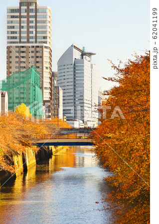 紅葉の目黒川 中里橋から望む 62041199