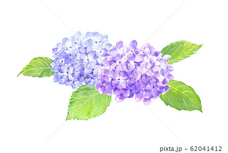 あじさい 水彩イラストのイラスト素材