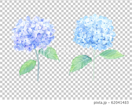 あじさい　水彩イラスト 62041483