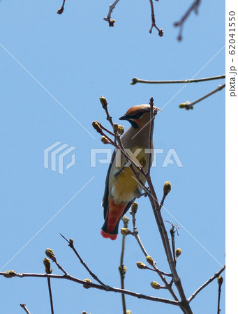 ヒレンジャク 62041550