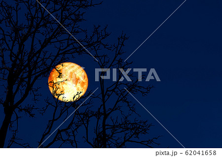 full worm moon back on silhouette plant and trees 62041658