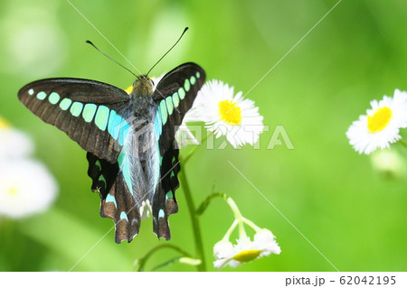ハルジオンの花を吸蜜するアオスジアゲハ ハルジオンの花を吸蜜するアオスジアゲハ 62042195