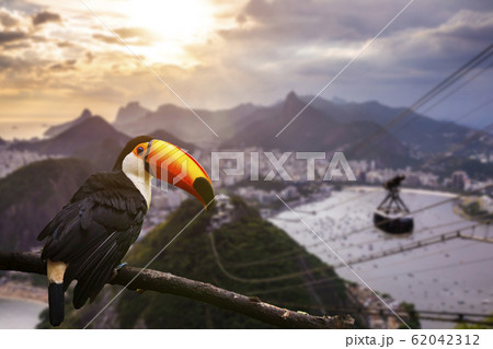 Toucan on the background of Rio de Janeiro at sunset, Brazil. Sugarloaf Mountain 62042312