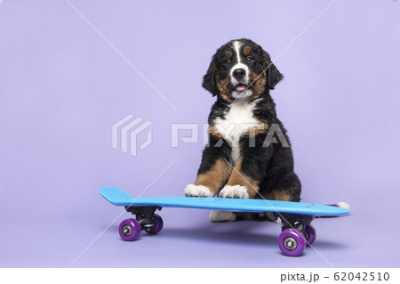 Cute bernese moutain dog puppy on a skateboard on purple 62042510