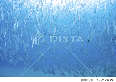 沖縄本島 メアジの群れ③ 沖縄本島 メアジの群れ③ 62042839