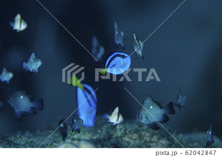 ナンヨウハギの幼魚 ドリー の写真素材