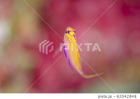 ハナゴンベ幼魚 背景赤 ハナゴンベ幼魚 背景赤 62042848
