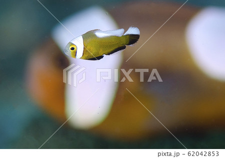 トウアカクマノミの幼魚 成魚抜き の写真素材