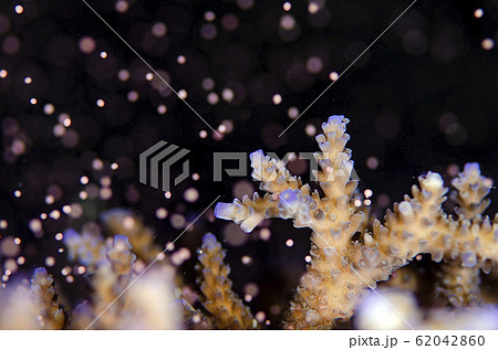 サンゴの産卵　ヤッコミドリイシ① 62042860