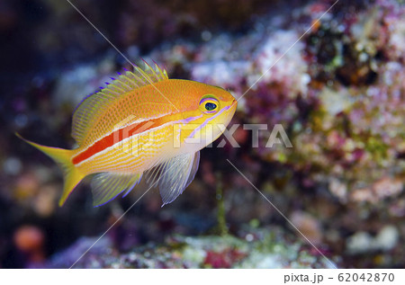 スジハナダイの幼魚 62042870