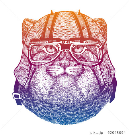 Pallas cat, manul, wild cat. Speed and road. Vintage style vector illustration. Face of dangerous wild animal. Portrait head of biker. Pallas cat, manul, wild cat. Speed and road. Vintage style vector illustration. Face of dangerous wild animal. Portrait head of biker. 62043094
