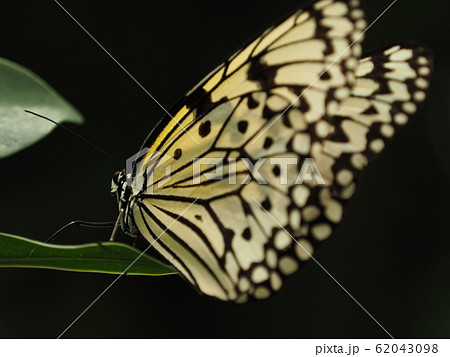 オオゴマダラ オオゴマダラ 62043098