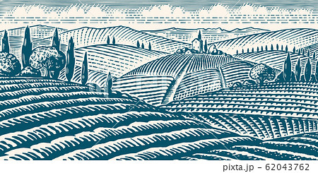 Fields and hills of Tuscany. Scenic view of vineyards. Wide panoramic vine plantation in Chianti 62043762