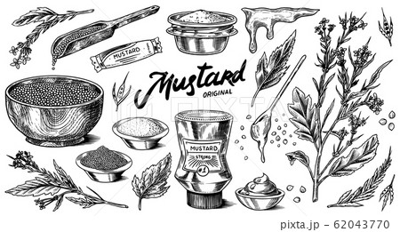 Mustard seeds and plant set. Spicy condiment, seasoning bottle, packaging and leaves, wooden spoons Mustard seeds and plant set. Spicy condiment, seasoning bottle, packaging and leaves, wooden spoons 62043770