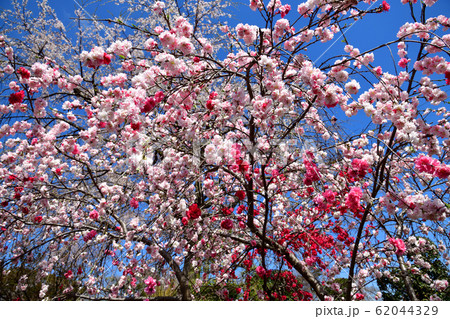 川崎　妙楽寺　源平桃 62044329