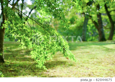 夏の青もみじ 62044675