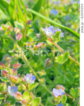 春の花 フラサバソウ(ツタバイヌノフグリ):外来種 62045054