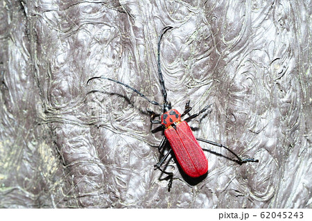 ベニカミキリ 62045243