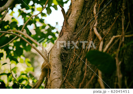 木の幹に絡みつく木蔦 木の幹に絡みつく木蔦 62045451