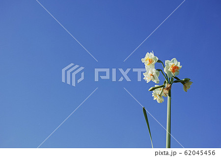 白い水仙の花と青空の写真素材