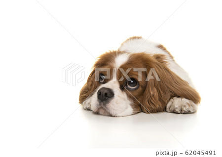 Adorable Cavalier King Charles Spaniel dog lying down 62045491