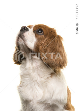 Portrait of a Cavalier King Charles Spaniel dog looking up 62045492