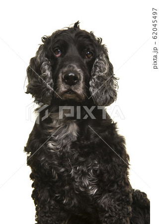 Portrait of an elderly senior cocker spaniel dog on white 62045497