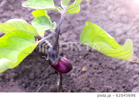 Baby eggplant growing on plant in garden or farm, closeup view. Baby eggplant growing on plant in garden or farm, closeup view. 62045698