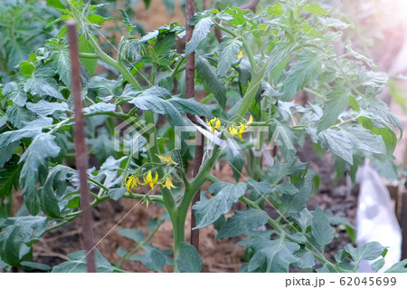 Flowers on tomato plants in greenhouse on farm agrobusiness and farming concept. Flowers on tomato plants in greenhouse on farm agrobusiness and farming concept. 62045699