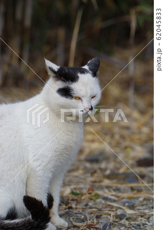 睨む猫 62045833