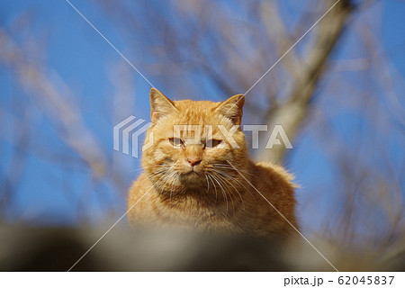 屋根の上の猫 62045837