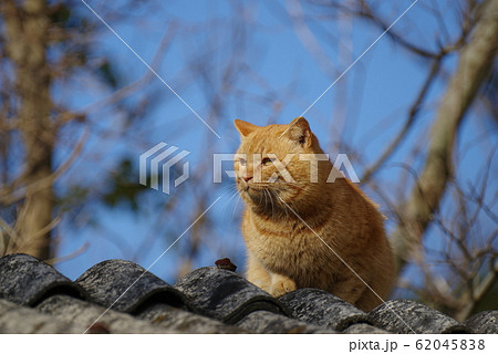 屋根の上の猫 屋根の上の猫 62045838