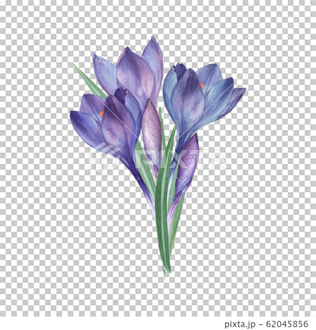 Crocus Watercolor Illustration A Branch Of のイラスト素材