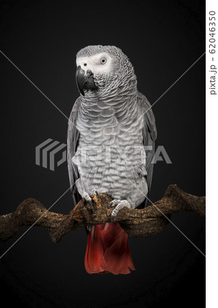 Gabon African grey parrot on a black background 62046350