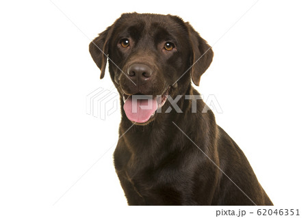 Portrait of a chocolate labrador retriever  62046351
