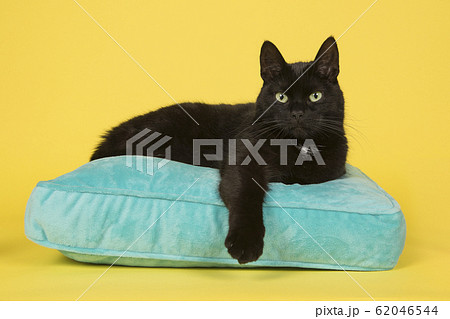 Black cat looking at the camera lying on a blue cushion Black cat looking at the camera lying on a blue cushion 62046544