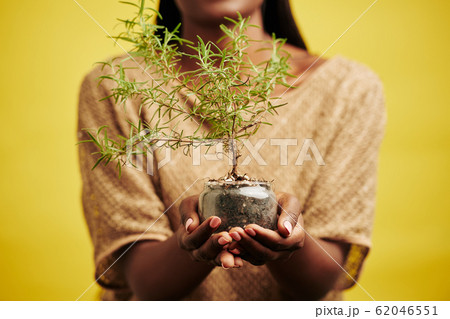 Unrecognizable Woman Holding Plant 62046551