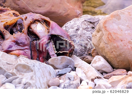 Dead decaying corpse of Dolphin on the sea coast among the rocks, closeup view. 62046829
